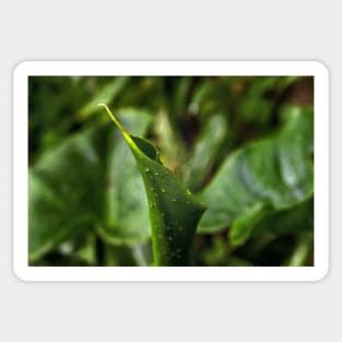 Young Green Calla Lily Leaf Sticker